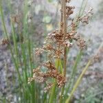 Juncus effusus Gyümölcs