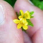 Tozzia alpina Blomma