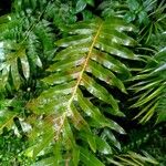 Drynaria roosii Hoja