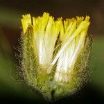 Hieracium triste Blüte