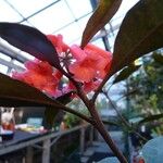 Rhododendron apoanum Flower