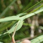 Lathyrus cicera Corteccia