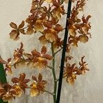 Oncidium crocidipterum Virág