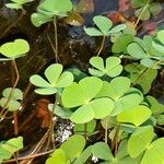 Marsilea quadrifolia Листок