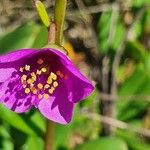 Talinum portulacifolium Blüte