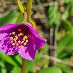 Talinum portulacifolium Kukka