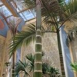 Roystonea regia Casca
