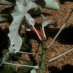 Cecropia obtusa Rusca
