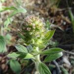 Phacelia hastata Hábitos