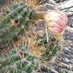 Echinopsis candicans Flower