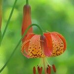 Lilium michiganense Fleur