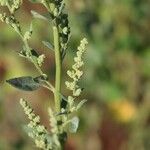 Chenopodium berlandieri Flower