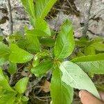 Salix glabra Blad