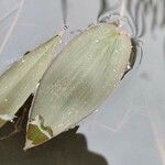 Potamogeton natans Leaf