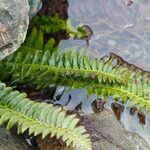 Polystichum lonchitis Lapas