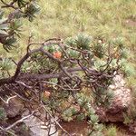 Protea roupelliae Habit