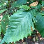 Fagus grandifoliaFeuille