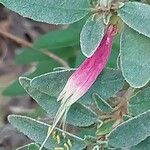 Correa decumbens