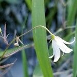 Campanula aparinoides Цвят