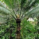 Cycas circinalis Habit