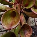 Heliamphora ionasi Beste bat