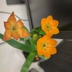 Ornithogalum dubiumЦвят