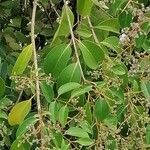 Ligustrum lucidum Levél