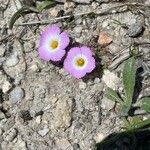 Linanthus dianthiflorus Flor