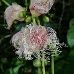 Barringtonia racemosa 花