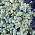 Gibbaeum petrense Hostoa