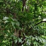 Annona reticulata Hábito