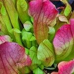 Sarracenia purpurea Lehti