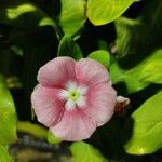 Catharanthus roseus Floro