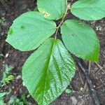 Luehea candida Frunză