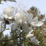 Magnolia salicifolia Blüte