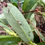 Alysicarpus ovalifolius Leaf