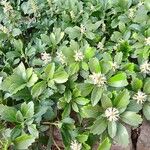 Pachysandra terminalis Характер