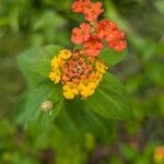 Lantana camaraफूल