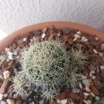 Mammillaria decipiens Foglia