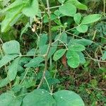 Crotalaria pallida Лист