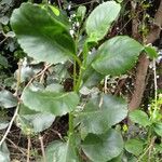 Kalanchoe densiflora Blatt