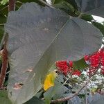 Erythrina speciosa Leaf