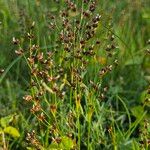 Juncus anceps