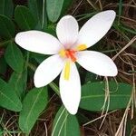 Crocus cambessedesii Flower