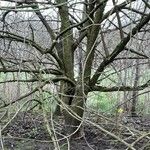 Cornus officinalis Hábito