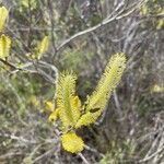 Salix lasiolepis Kukka