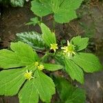 Ranunculus recurvatus Leaf