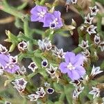 Limonium cordatum Λουλούδι