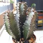 Euphorbia zoutpansbergensis Hoja
