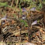 Orobanche olbiensis Habit